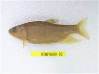 藏品(粗首鱲)的圖片